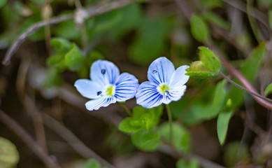 flower on background of green grass