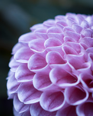 closeup of purple flower