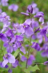 Obraz premium オオアラセイトウ 大紫羅欄花 花 花びら 紫 屋外 マクロ