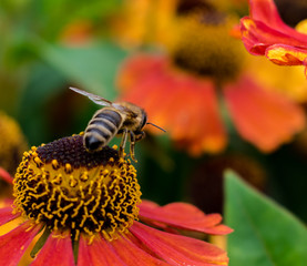 bee on flower