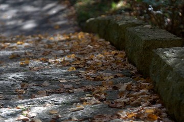 Fallen leaves