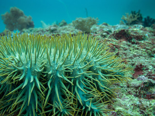 A large crown of thorns starfish on the tropical coral reef