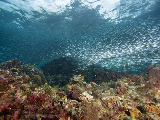 A large school of sardines over a tropical reef underwater