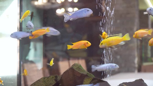 Underwater colorful tropical fishes in the aquarium