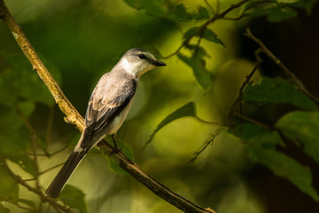 Ashy Minivet / Pericrocotus divaricatus