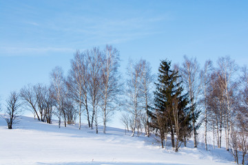 雪原と冬木立