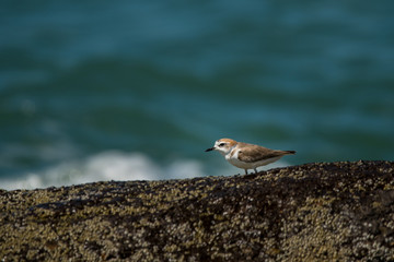 White-faced Plover / Charadrius alexandrinus dealbatus