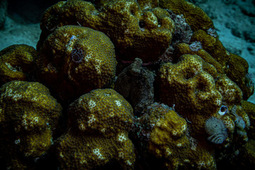 Tauchen Bonaire Karibik