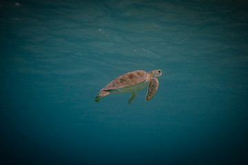 Obraz premium Tauchen Bonaire Karibik