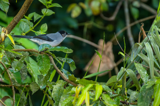 White-spectacled Sibia / Heterophasia desgodinsi