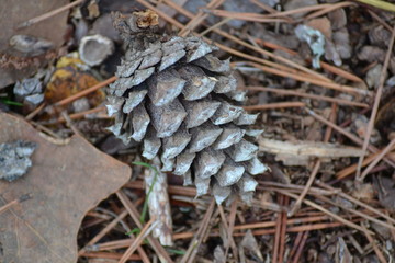 Beautiful Pine Cone Close-up