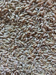 sunflower seeds background