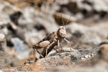 Saltamontes en primer plano