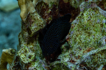 Tauchen Bonaire Karibik