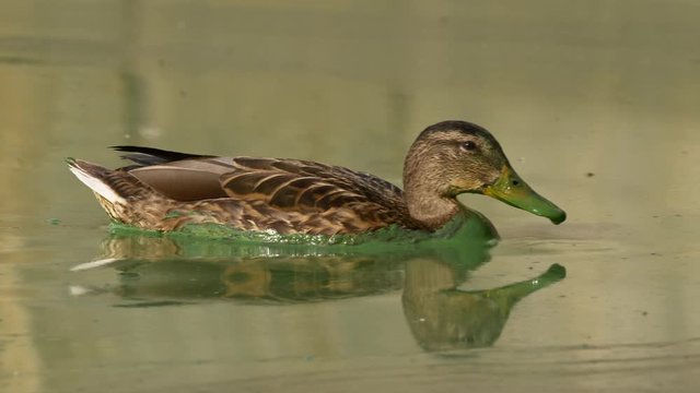 Wild duck mallard swimming in polluted water