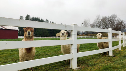 Three friendly happy majestic alpacas with a barn and birds flying in the background and a white...