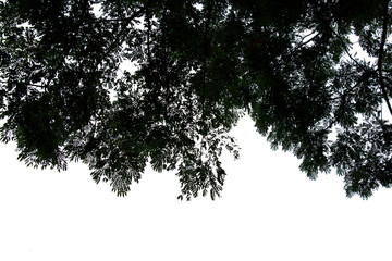 darktone of tree isolated on white background