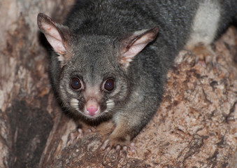  Mountain brush-tailed possum in northern Australia.