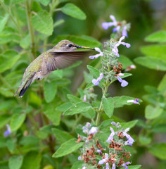 Joyful Hummingbird