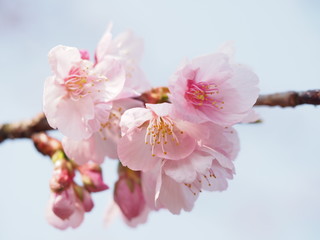 Fototapeta na wymiar 満開の大寒桜の咲く日本の春の風景