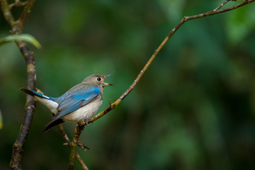 Blue-and-white (or Zappeys) Flycatcher