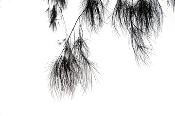 darktone of tree isolated on white background