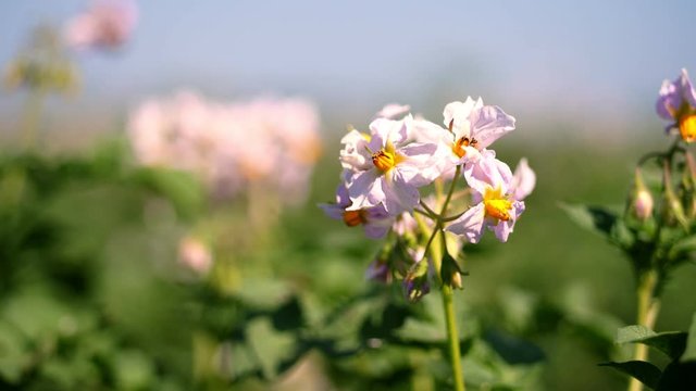 close-up, flowering potatoes. white, pale pink flowers bloom on potato bushes on a farm field. potato growing. breeding potato varieties. summer hot sunny day.