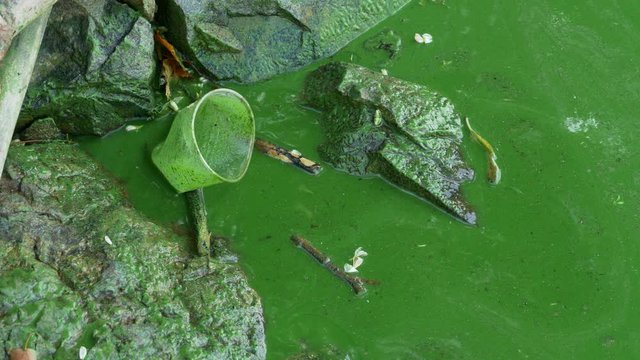 Cyanobacteria blue green algae and garbage in water