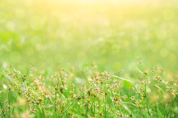 Green grass flower in soft focus background