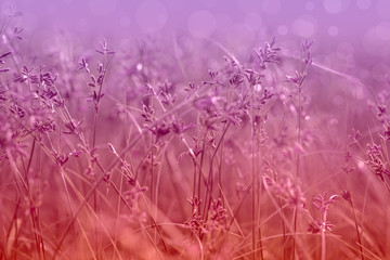 Blurred grass flower in the meadow with soft focus background