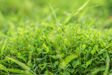 Green grass in soft focus background