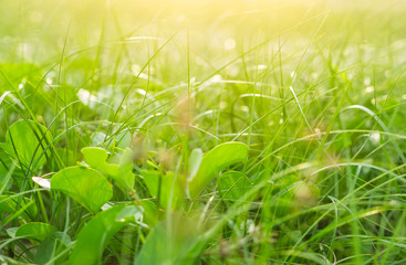 Green grass flower in soft focus background