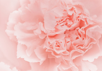 Pink petal flower in soft and blurred style for background