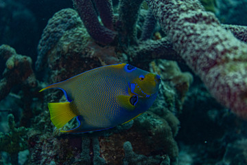Tauchen Bonaire Karibik