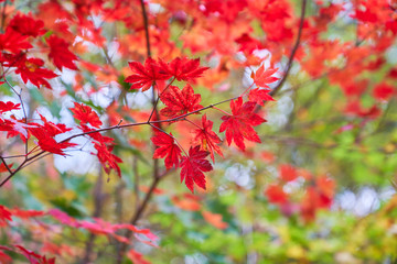 red maple leaf tree in autumn season of fukushima