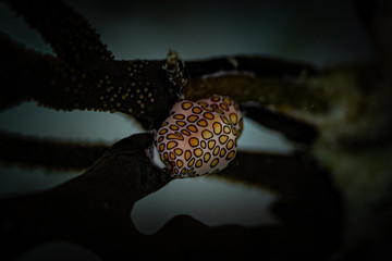 Tauchen Bonaire Karibik