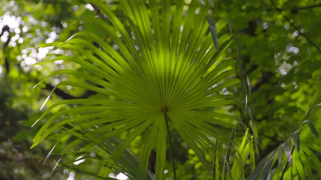 A daylight closeup shot of the green leaves of a palmetto plant, commonly referred to as saw palmetto and fan palms, taken in a lush garden setting.