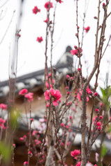 Spring flower in Korea temple background