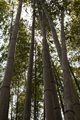 Fototapeta premium Bamboo tree