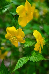 ヤマブキ　山吹　花　黄色　葉　マクロ　屋外　一重　ビビットカラー