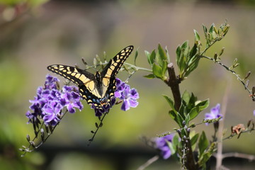 Fototapeta na wymiar Joyful Bright Butterfly