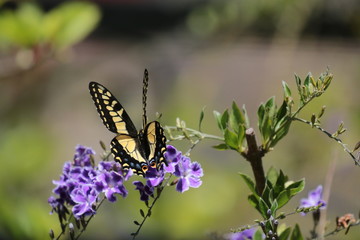 Joyful Bright Butterfly