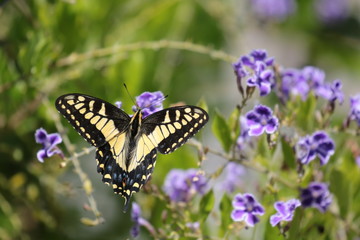 Obraz na płótnie Canvas Joyful Bright Butterfly