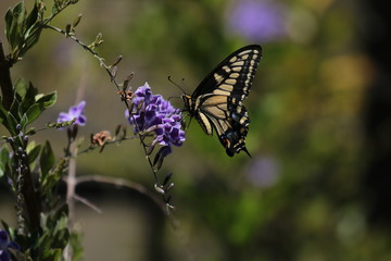 Joyful Bright Butterfly