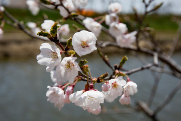 Cherry Blossoms