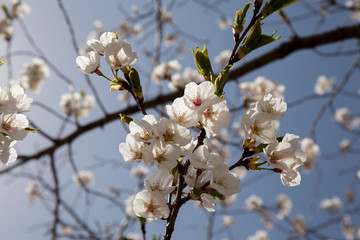 Cherry Blossoms