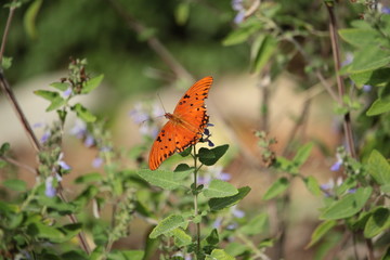 Joyful Fritillary Butterfly
