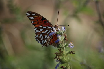 Joyful Fritillary Butterfly