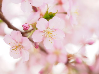満開の河津桜の咲く日本の春の風景