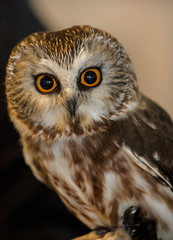 portrait of a saw whet owl